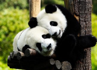 Curiozitati din lumea animalelor!