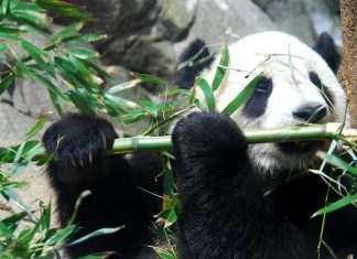 Specii de animale pe cale de disparitie!