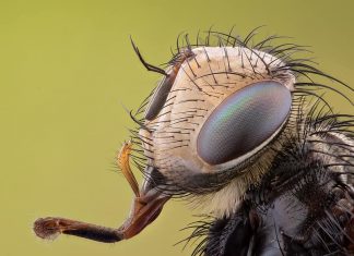Fotografia macro in natura