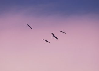 162 Mesaje De Multumire