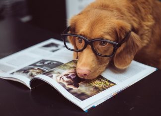 72 Citate Despre Caini Inspirationale Si Motivationale