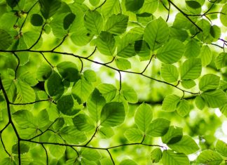 82 Citate Despre Primavara Citate frumoase