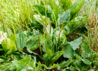 Pătlagina și beneficiile ei în menținerea sănătății tractului respirator