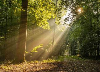 9 beneficii ale luminii soarelui dimineata si modalitati de a obtine